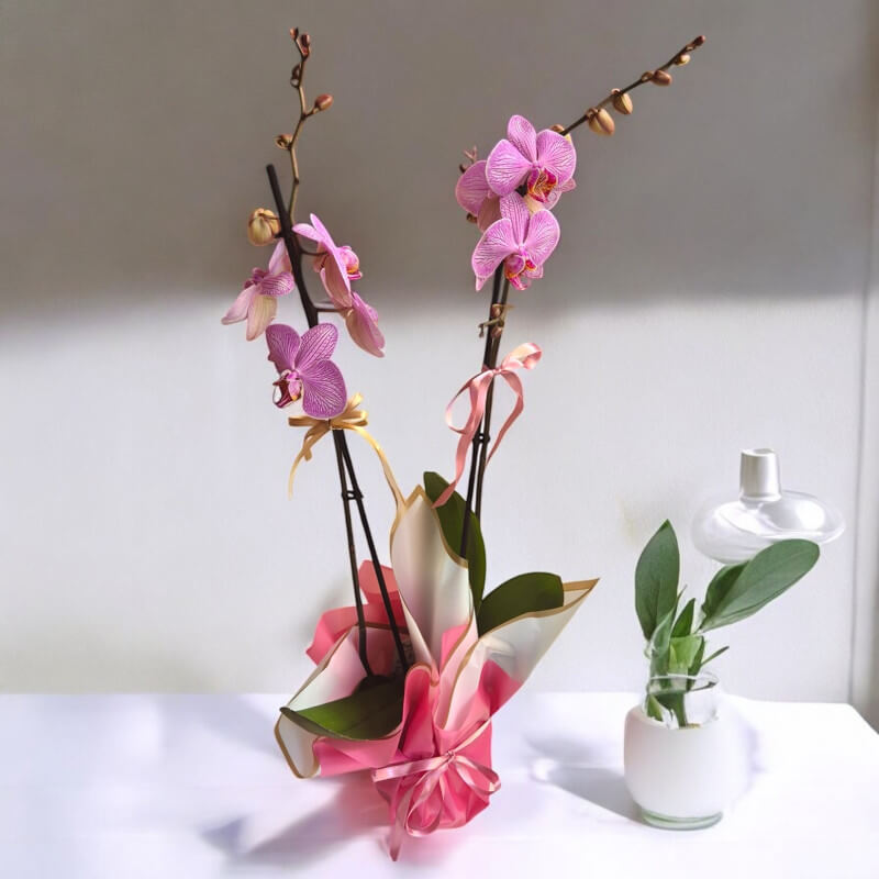 Mor Kırçıllı Çift Dal Canlı Orkide