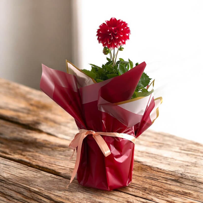 Kırmızı Canlı Yıldız Çiçeği - Büyük Boy